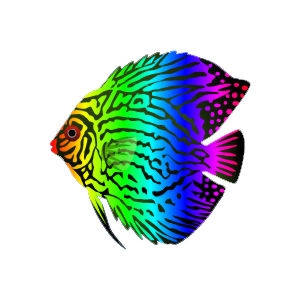 Rainbow Discus